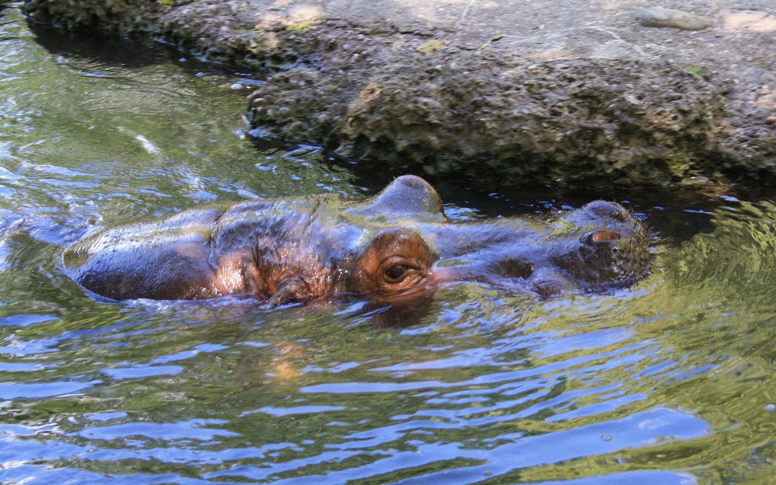 Flusspferd im Zoo Basel (Zolli)